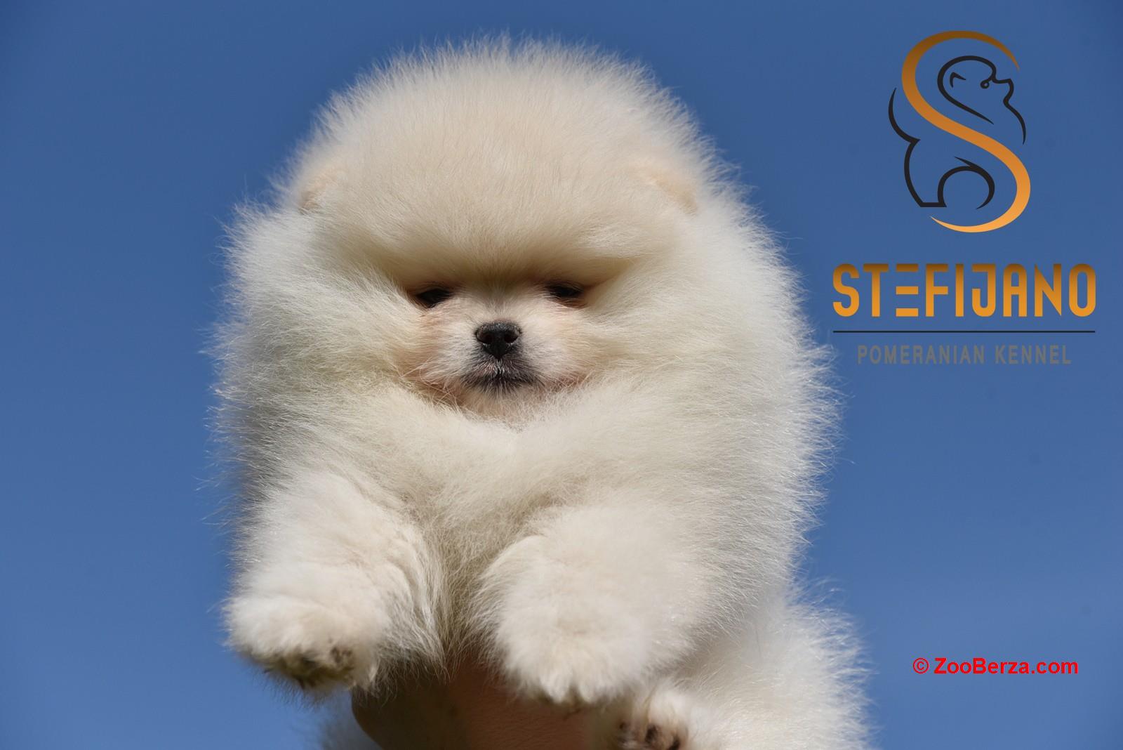Pomeranac Boo štenci