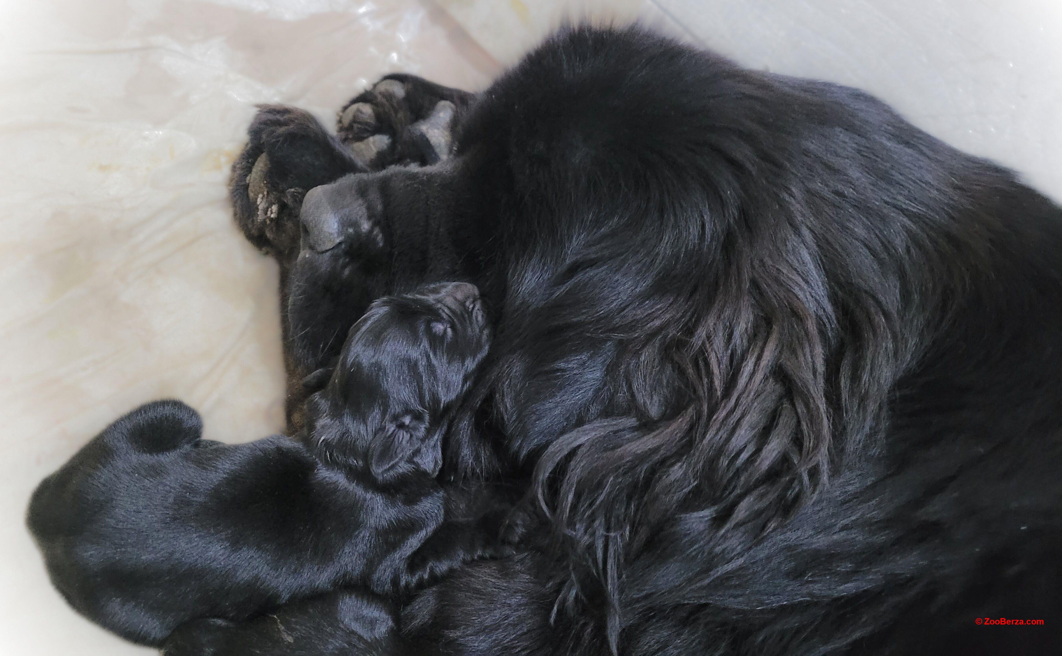 NJUFAUNDLENDER ŠTENCI