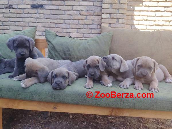 Cane Corso ( Kane Korso ) vrhunski štenci