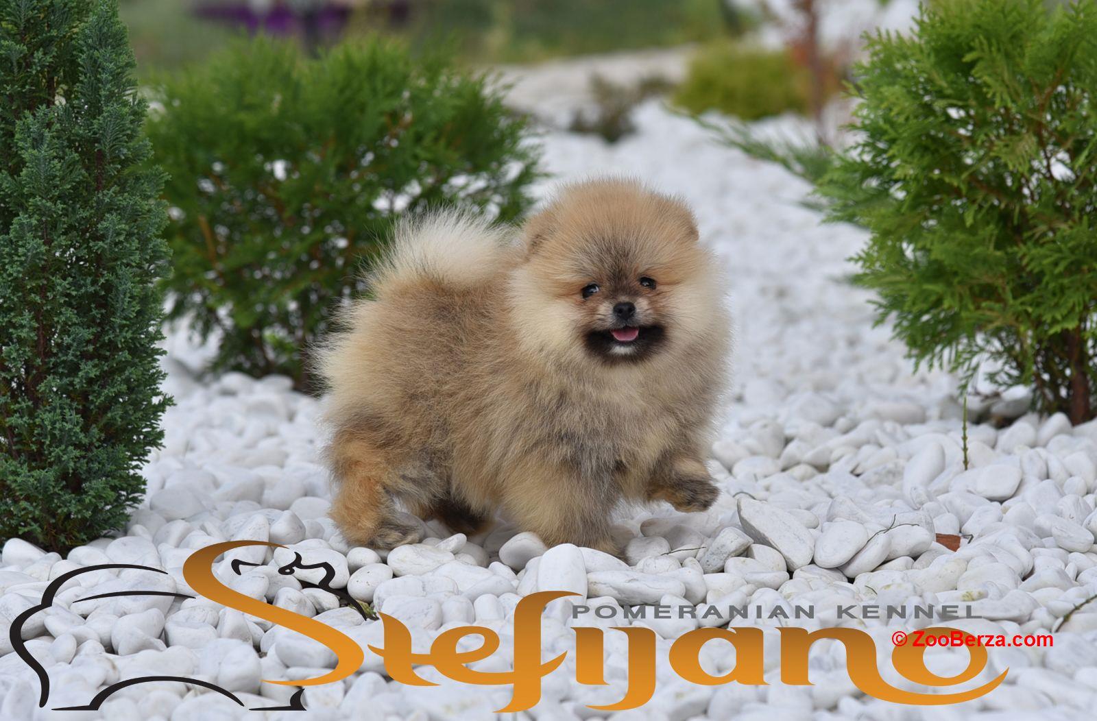 Pomeranac BOO medvedići, Pomeranski Špic štenci