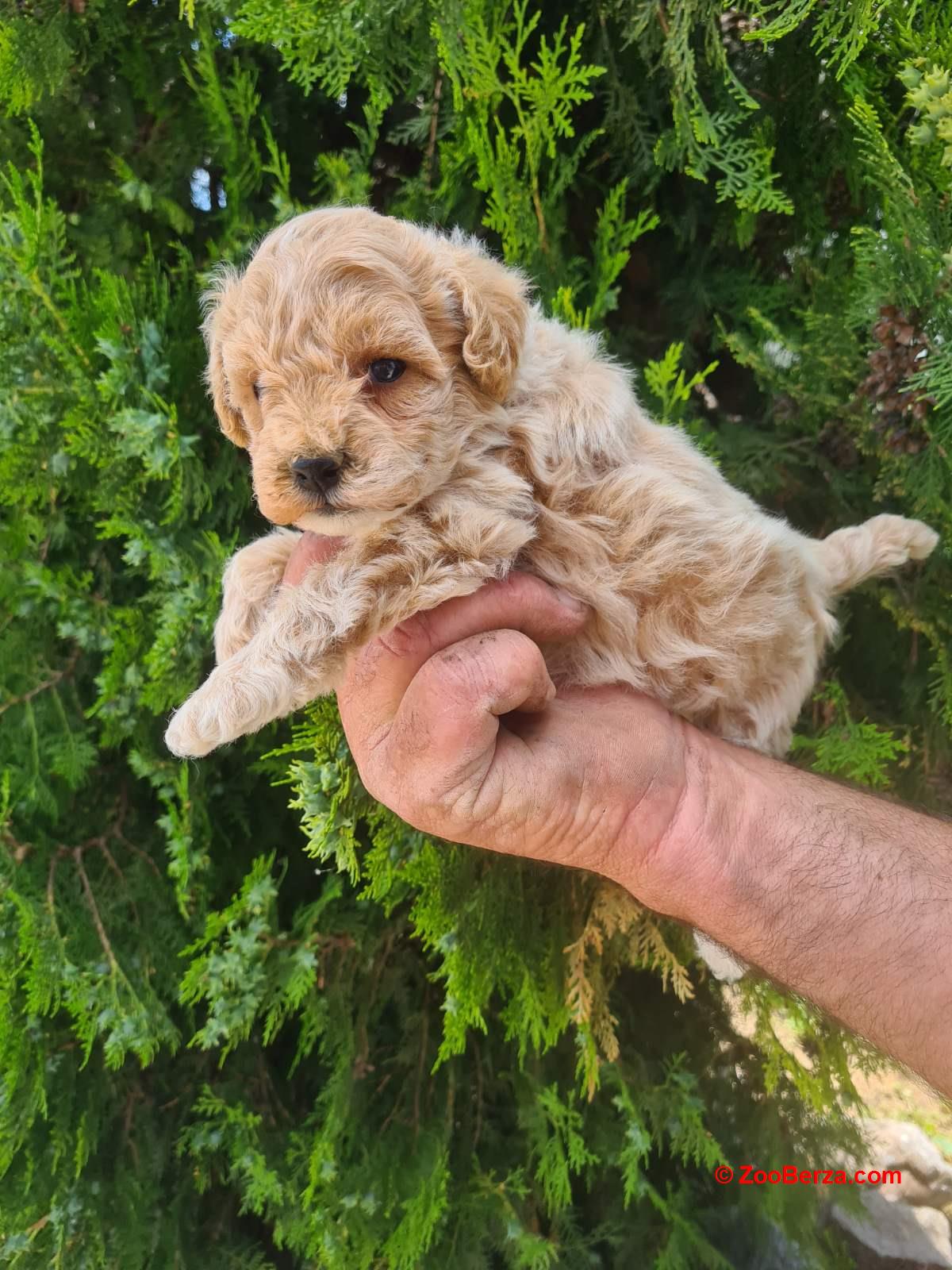 Maltipoo štenci