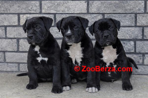 American bully XL / XXL