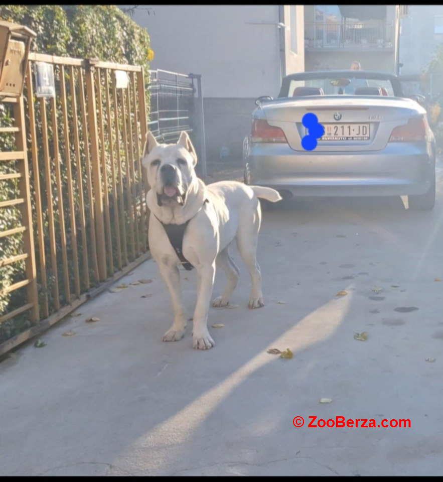 Na prodaju stenad Cane Corso 