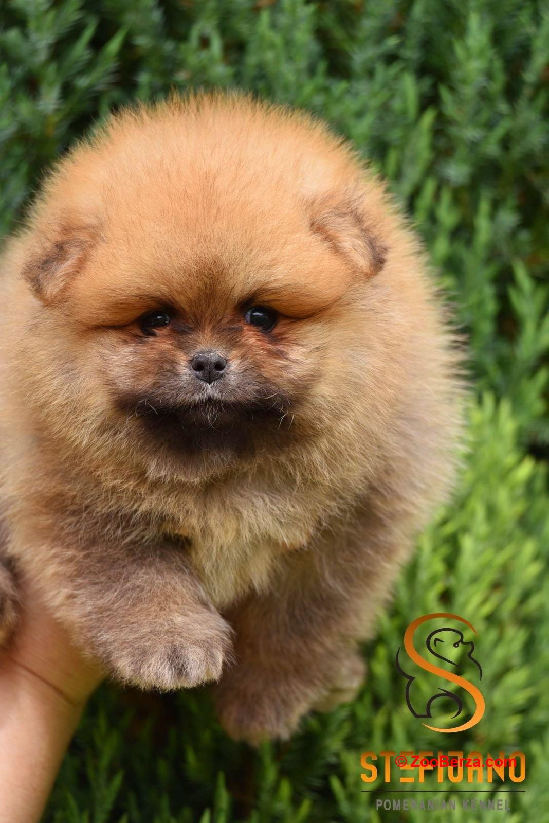 Pomeranac Boo štenci