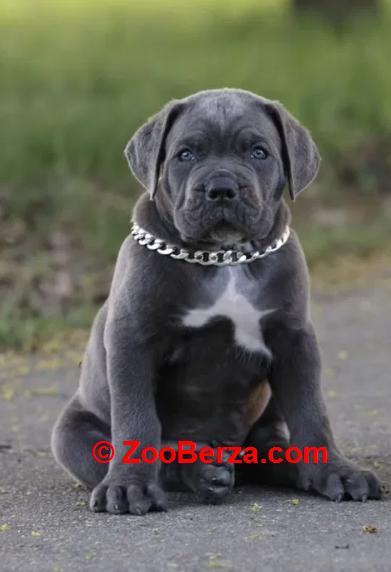 Cane Corso Kane Korso TOP LEGLO