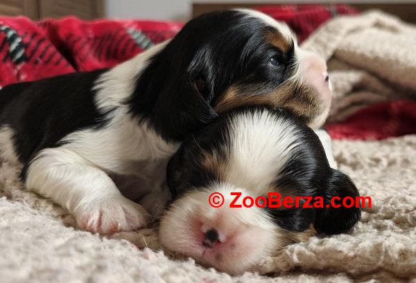 Cavalier king Charles spaniel štenci 