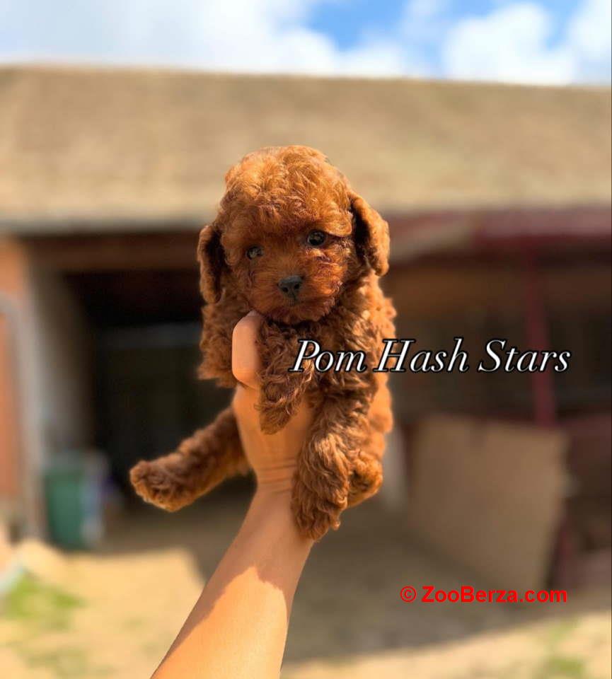 Najmanje pudle, od najlepsih roditelja u Evropi  