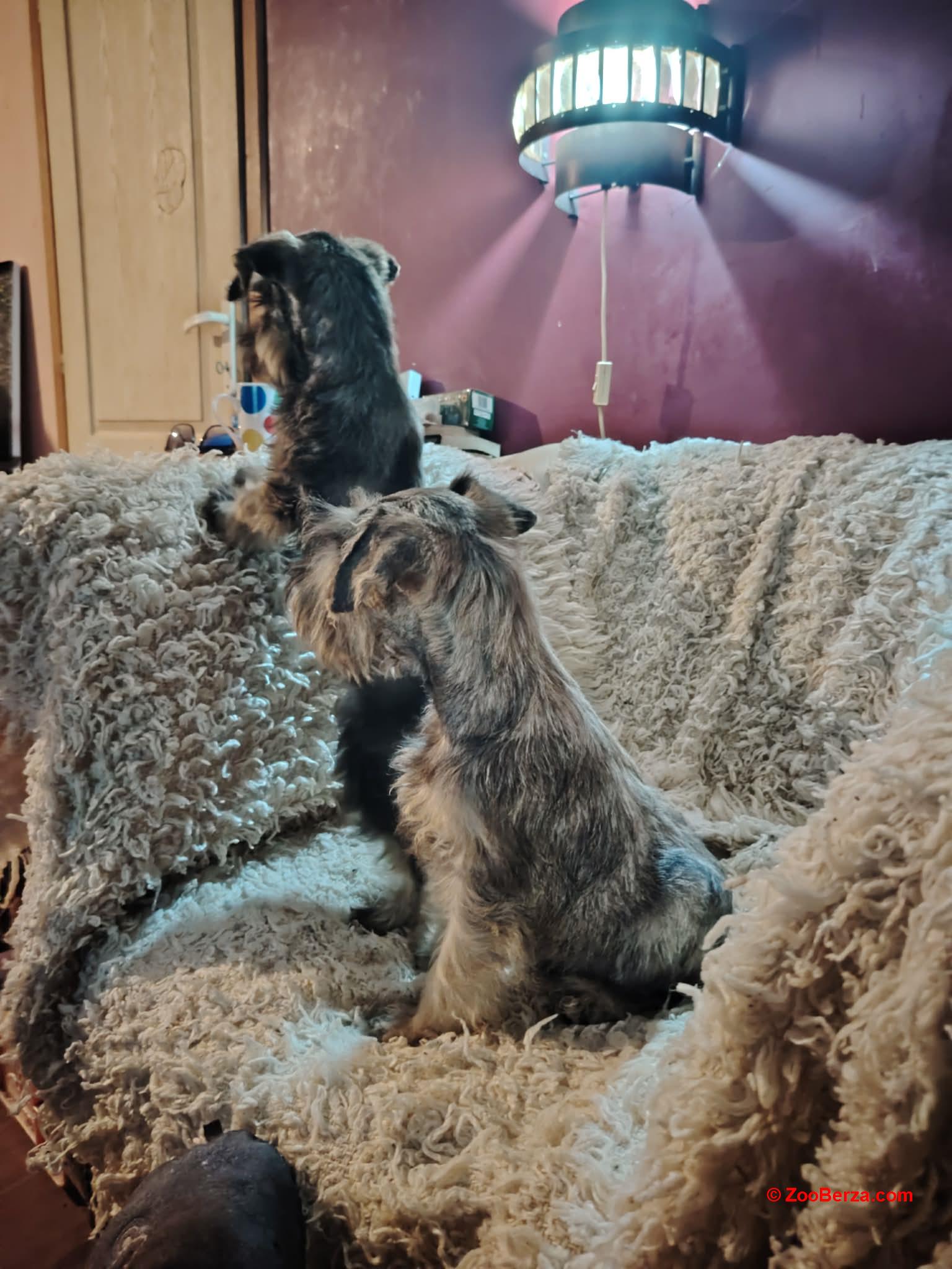 Štenci patuljastih šnaucera 