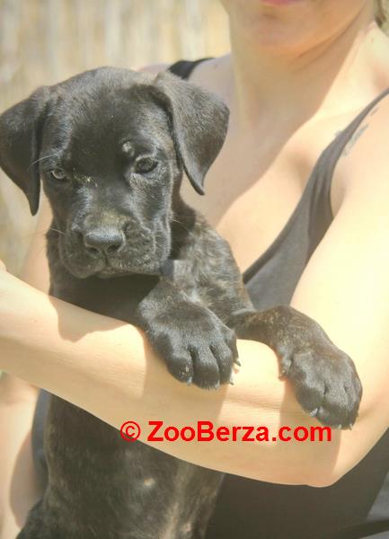 Cane Corso štenci