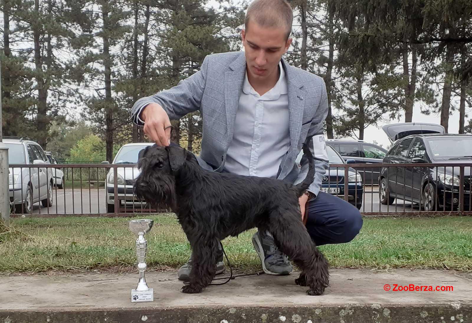 Patuljasti šnaucer štenci