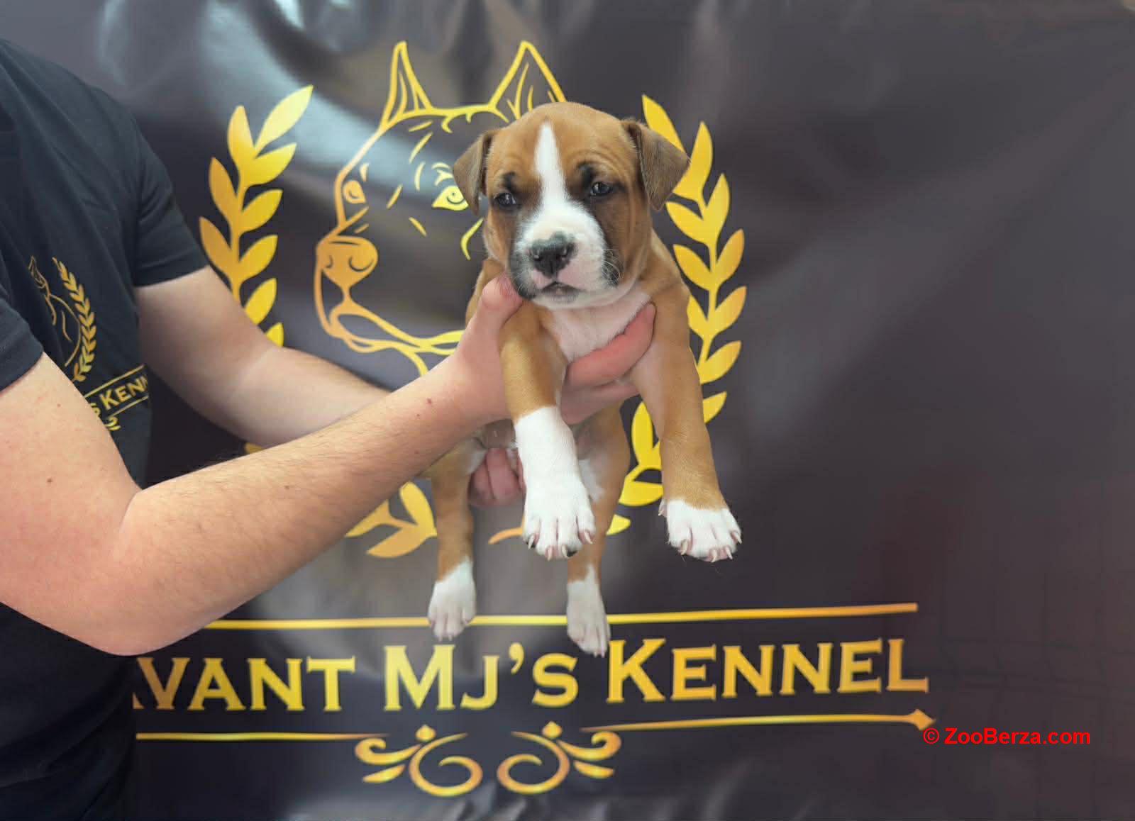 Američki Stafordski Terijer štenci 