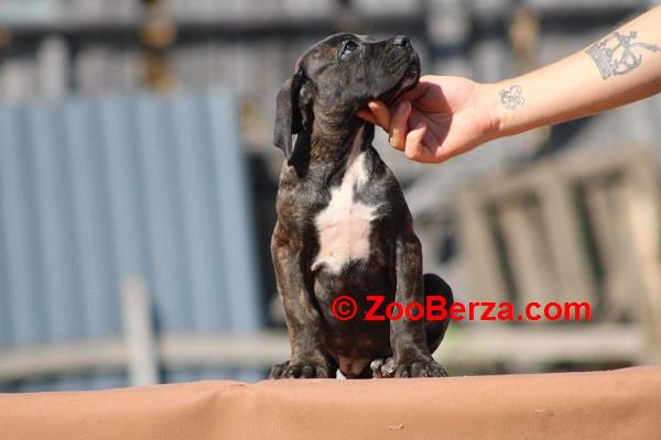 Cane corso štenci