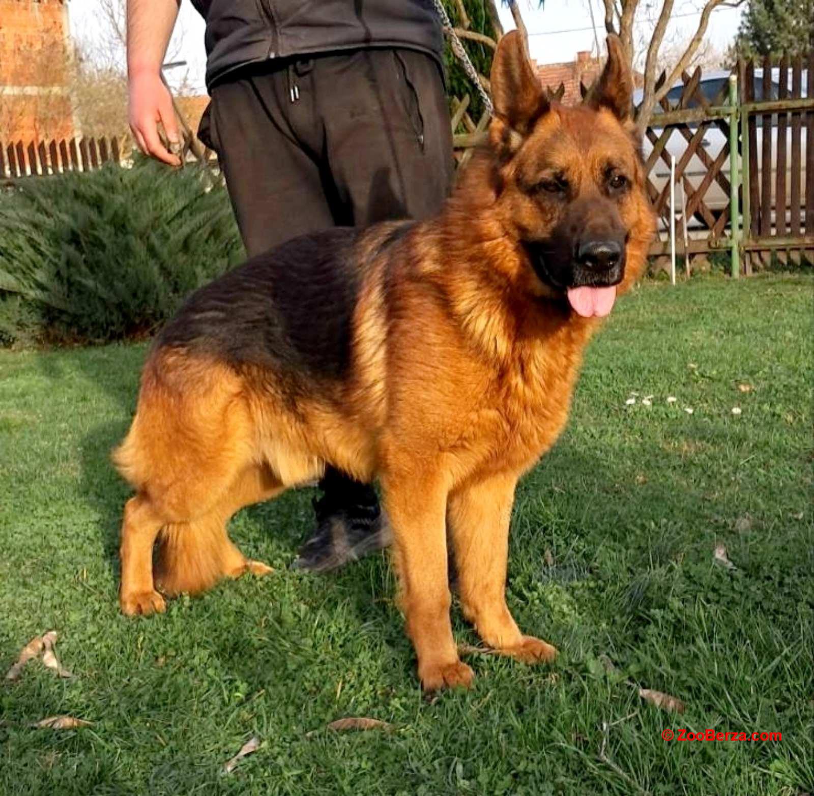 Nemački Ovčar prelepi štenci