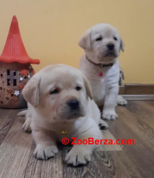 Prelepi, čistokrvni štenci labradora 