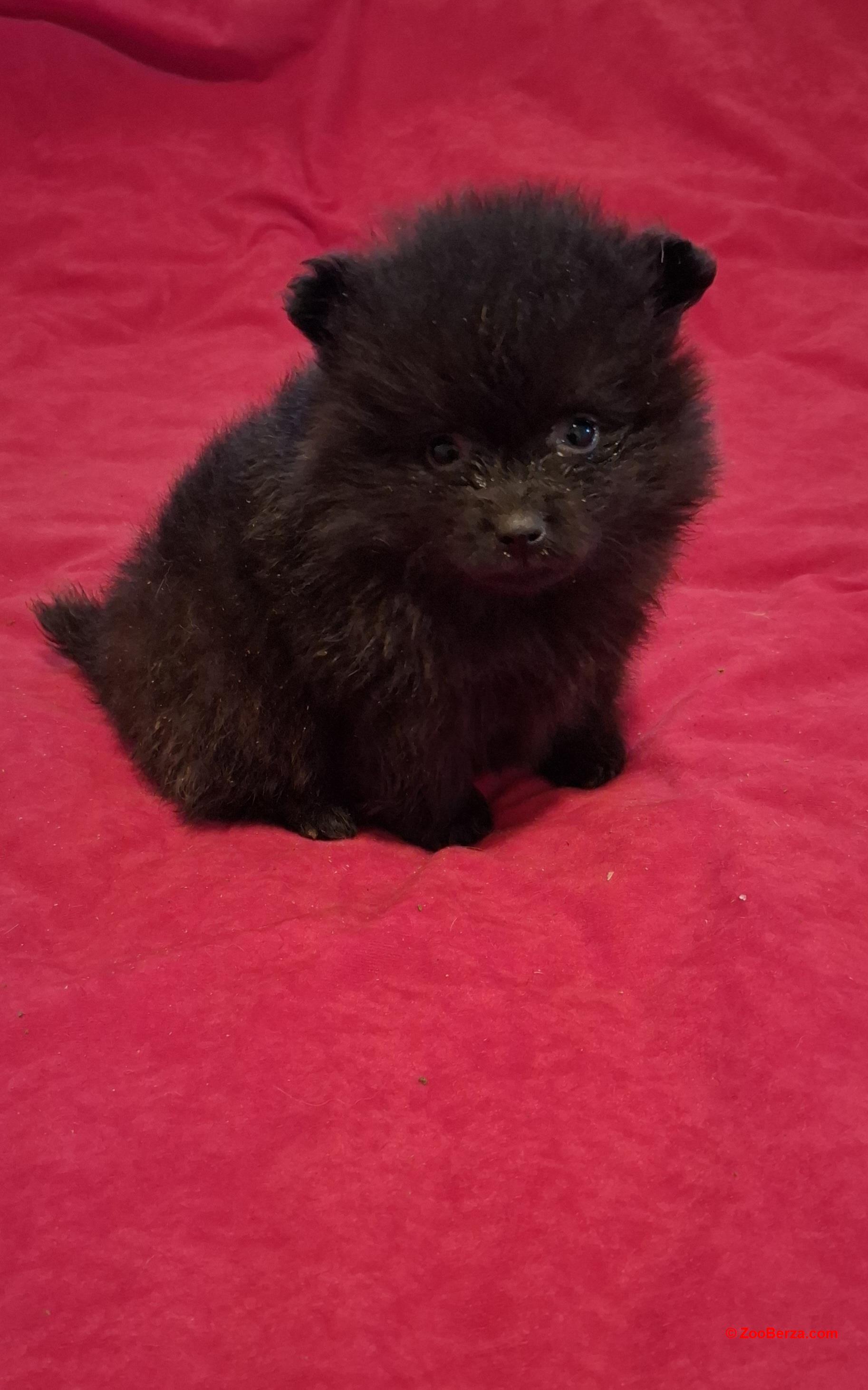 Pomeranski spic