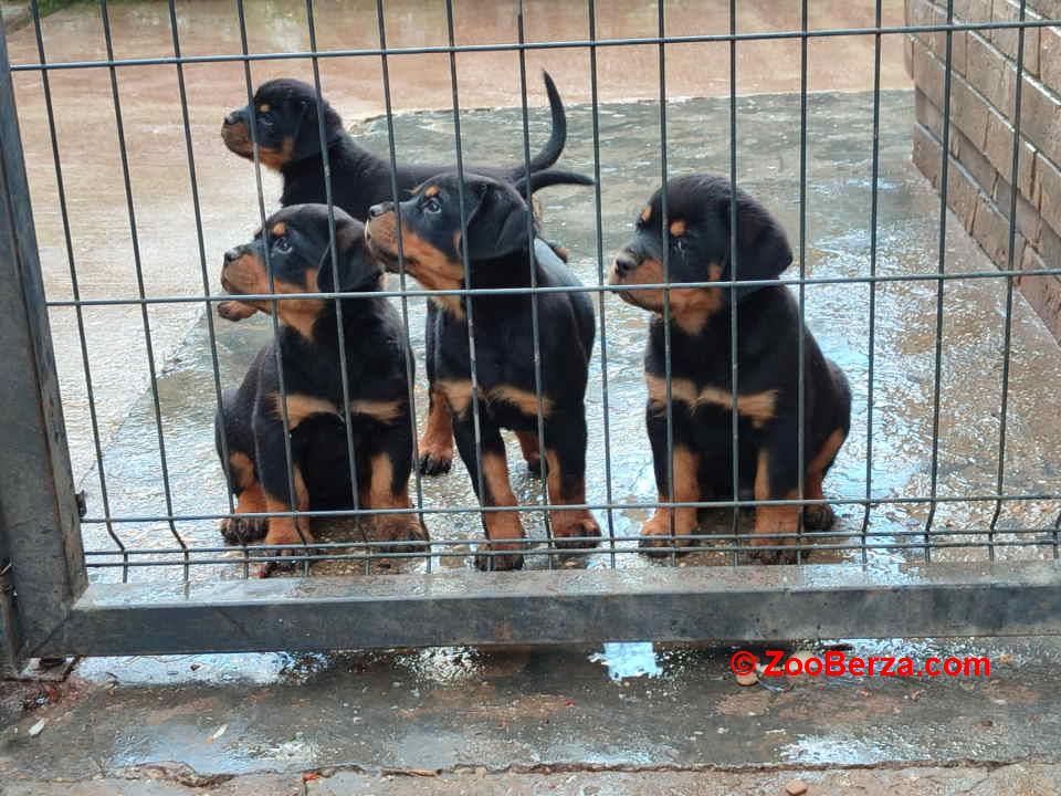 Prelepa štenad Rotvajlera, 2 meseca 