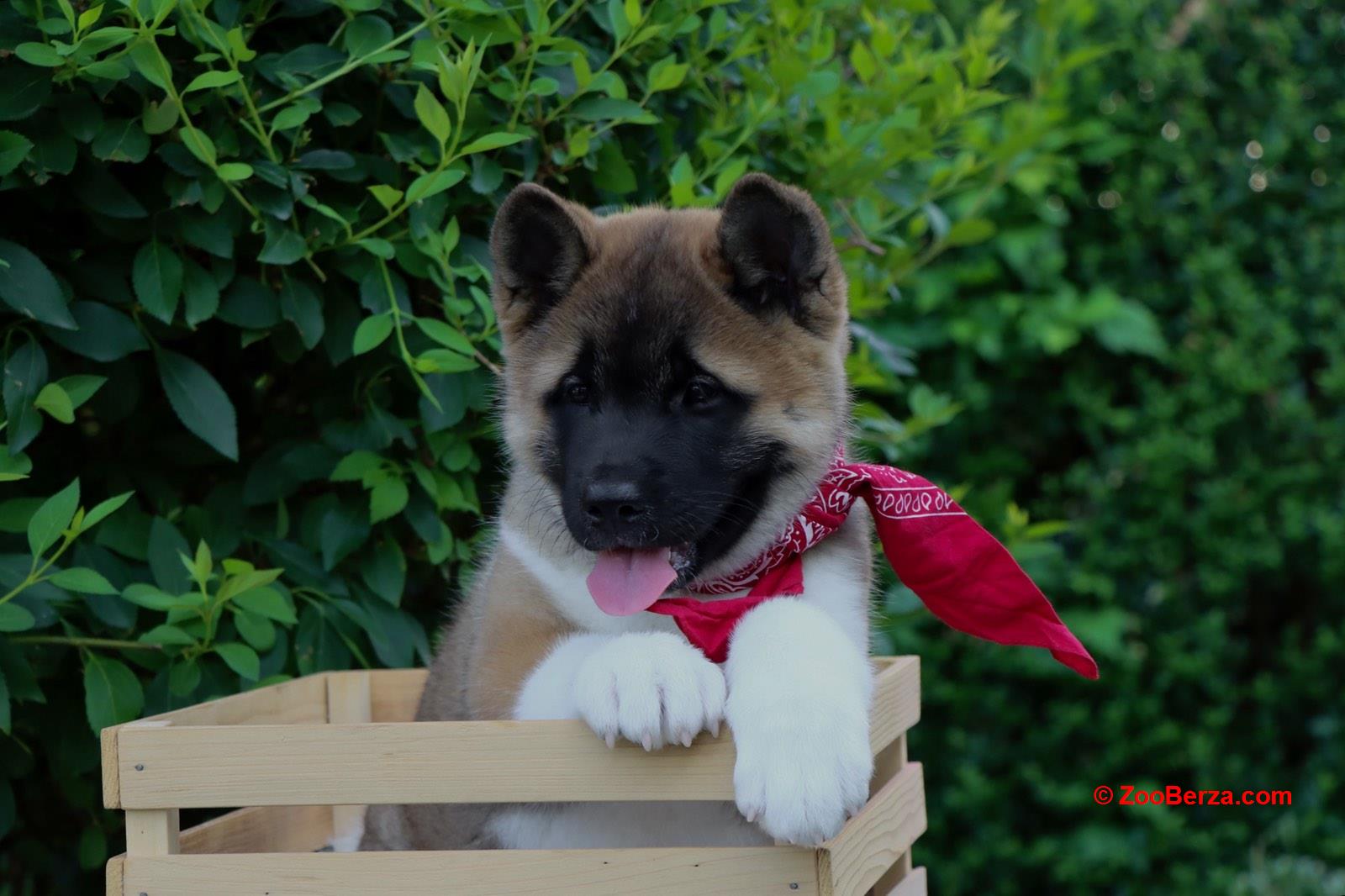 Americka Akita stenci