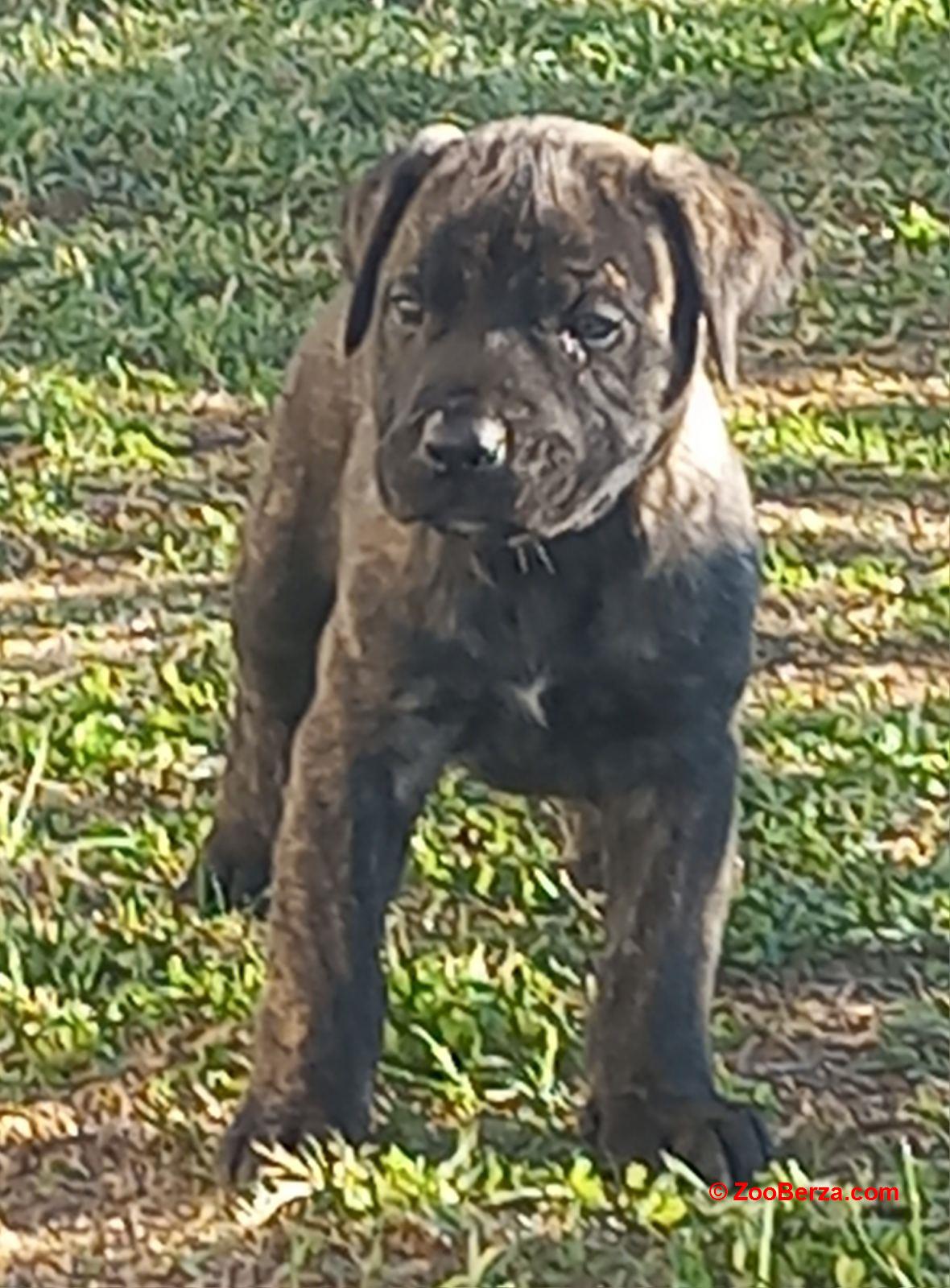 Presa Canario prelepi štenci