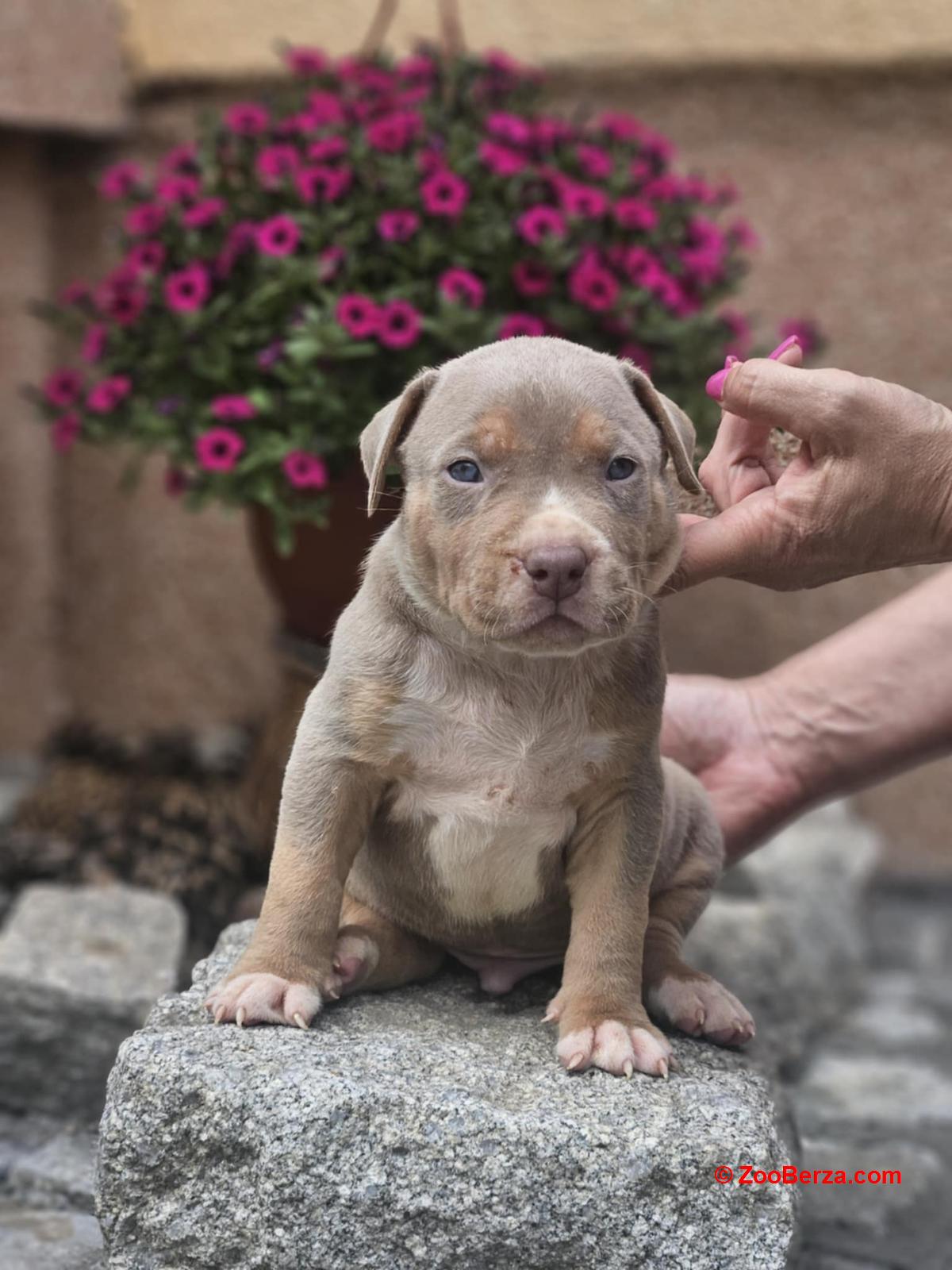 American Bully XL, Američki Buli štenci