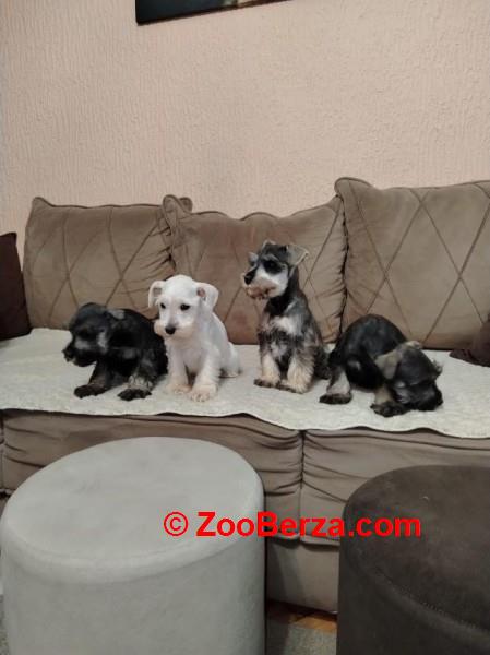 Patuljasti snaucer biber so