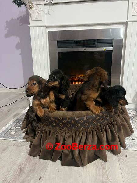 Dugodlaki patuljasti jazavičari štenci 