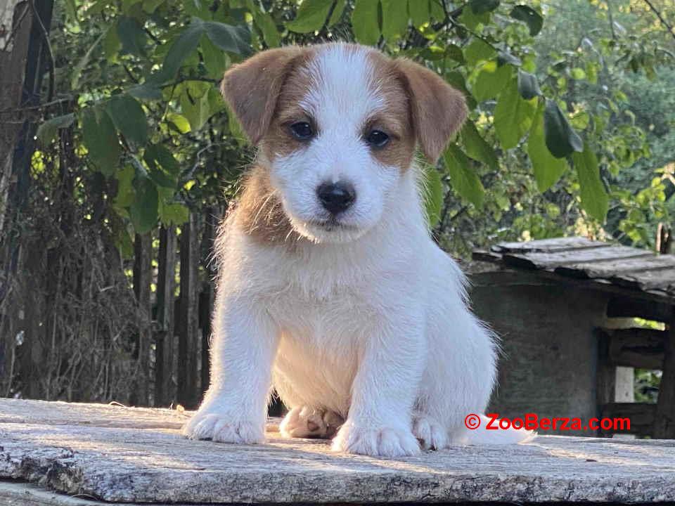 Dostupni oštrodlaki štenci dzek rasel terijera 