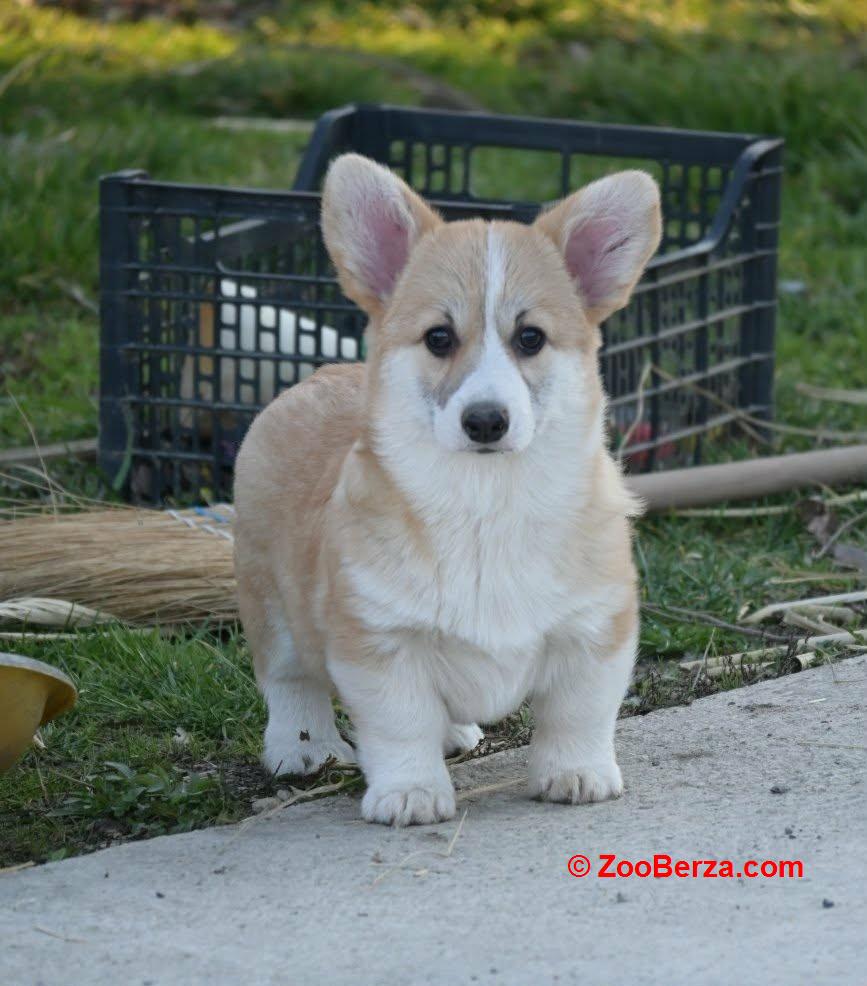 Velski korgi/Welsh Corgi Pembroke štenci