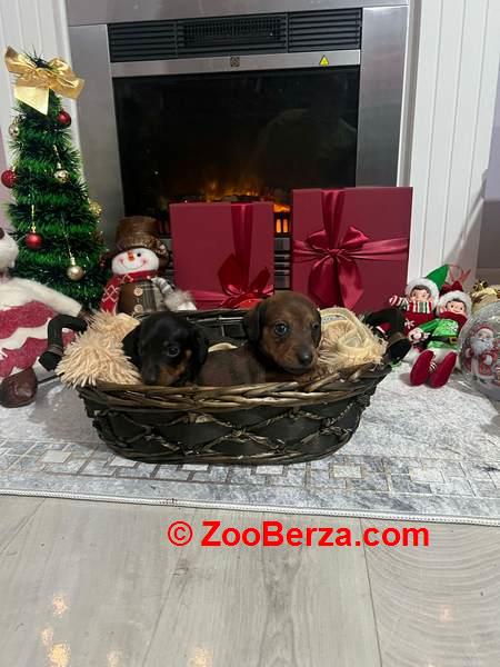 Mini kratkodlaki jazavičari, štenci 