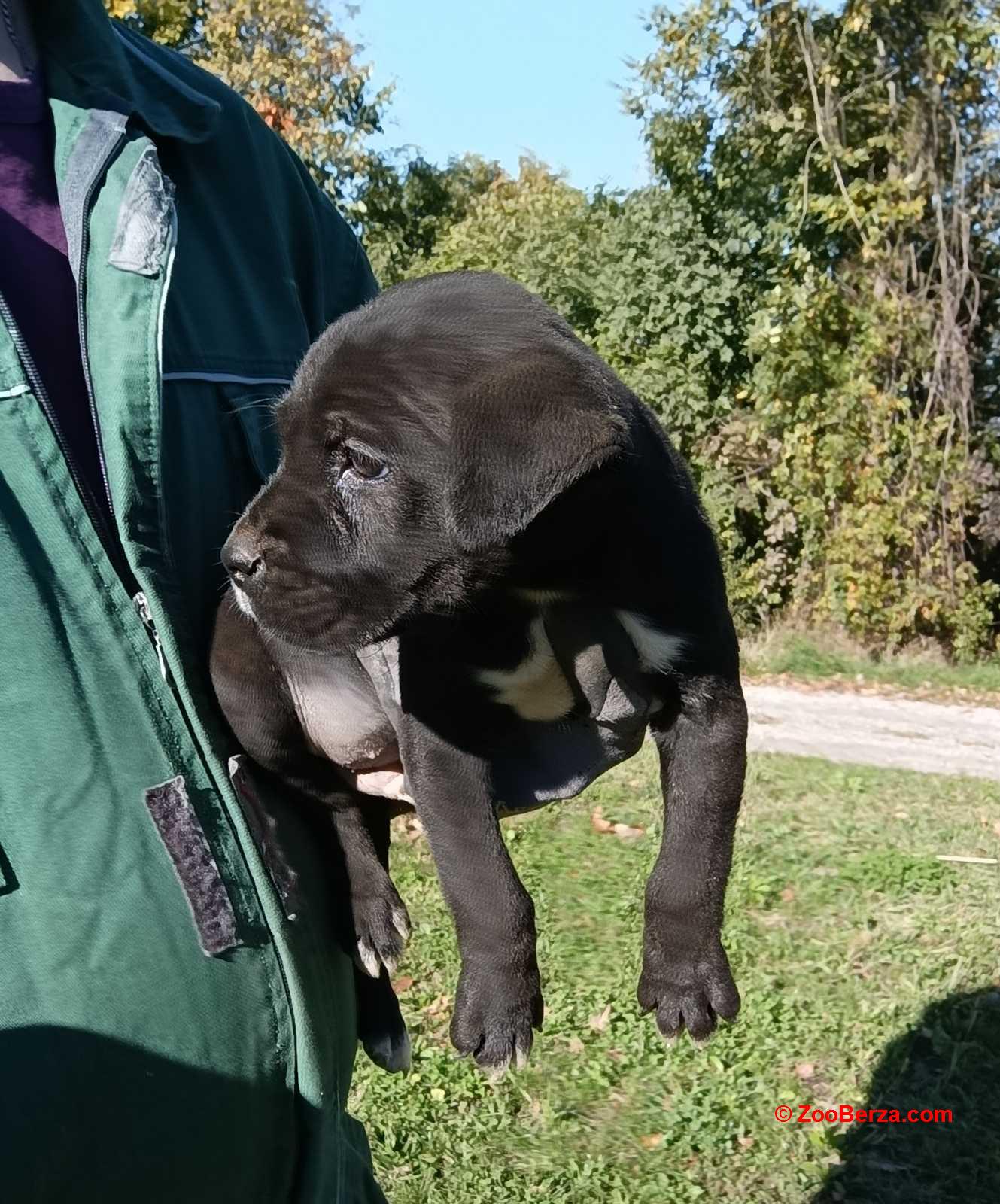 Cane corso,štene -dostava 