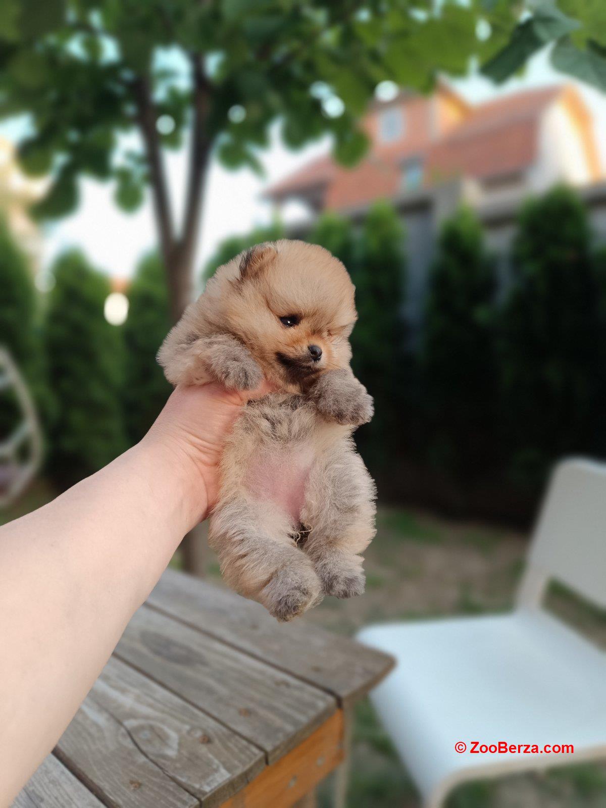 Pomeranac Top zenka