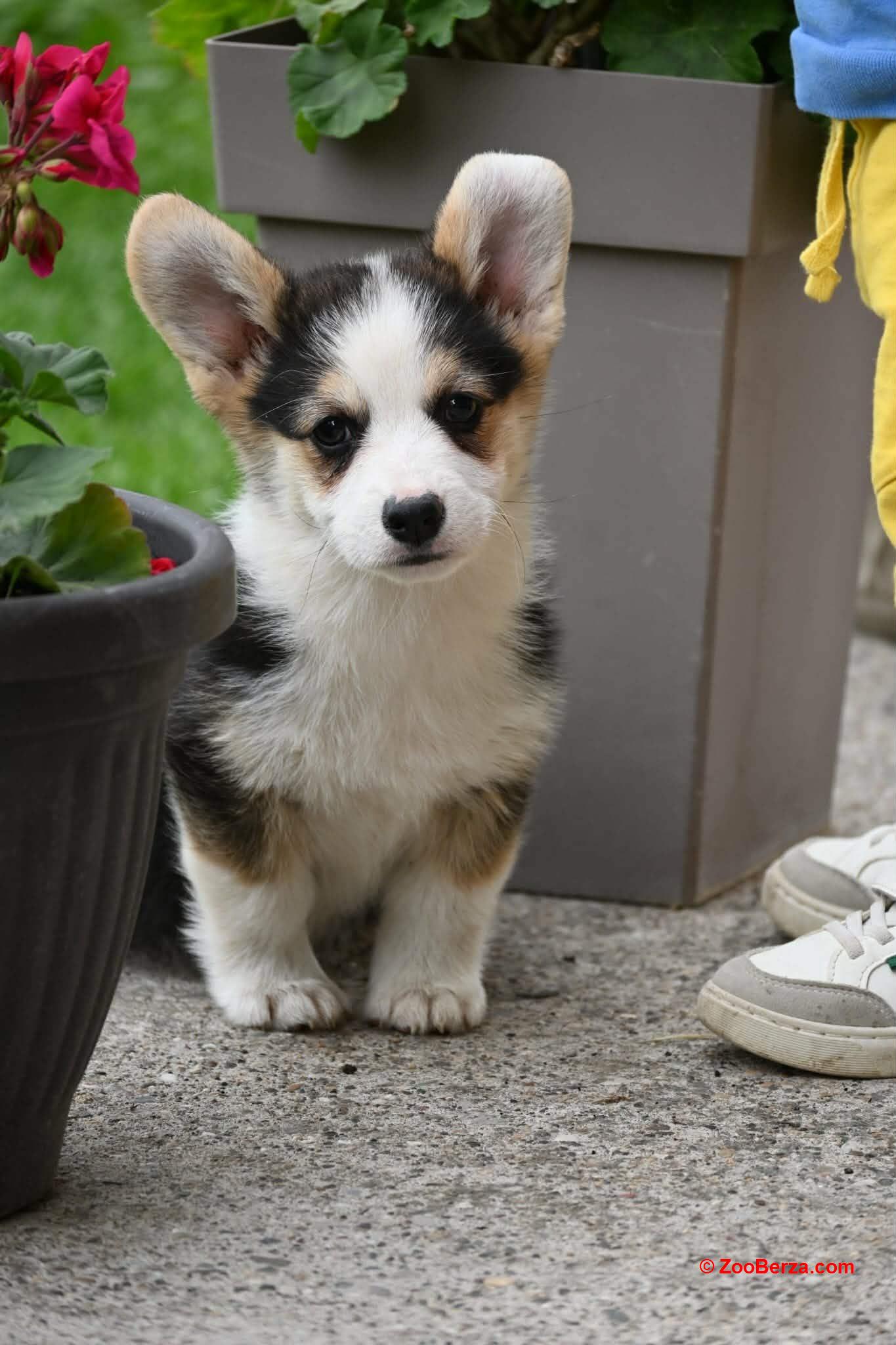Velški korgi/Welsh Corgi Pembroke