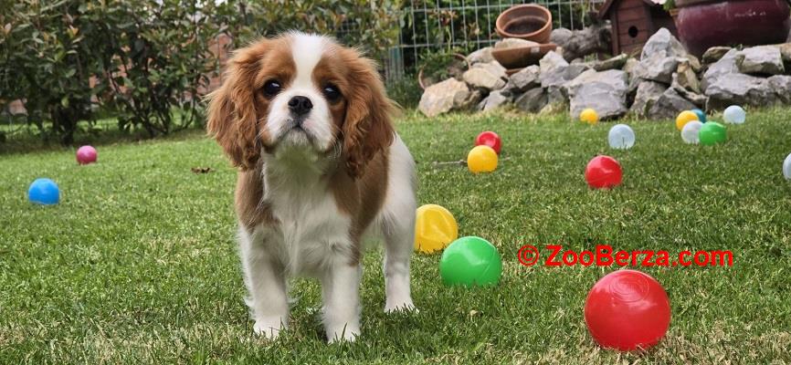 Cavalir king Charles spaniel štene vrhunskog kvaliteta
