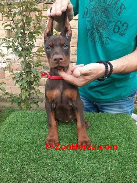 Doberman štenci 