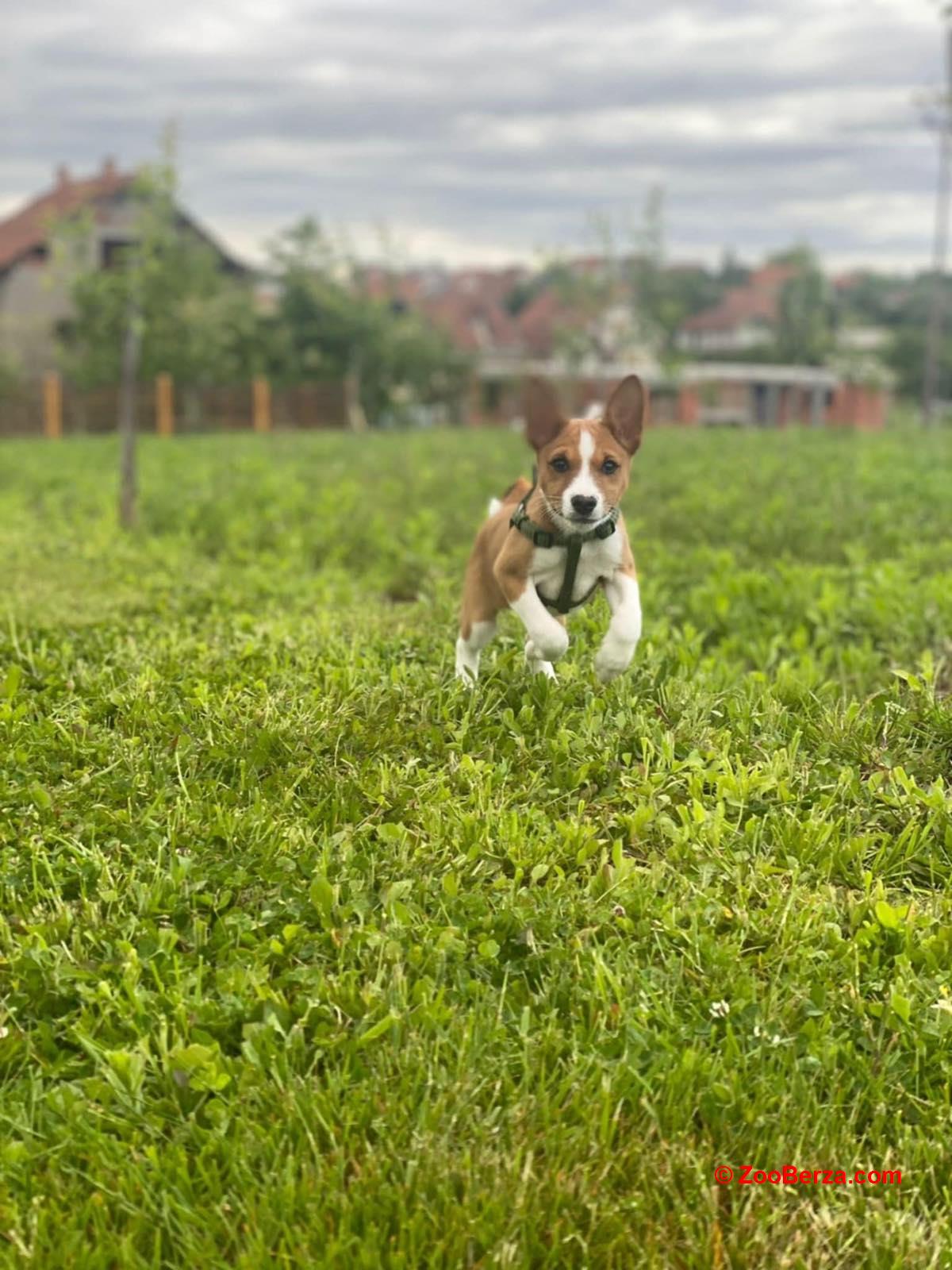 Basenji stenci