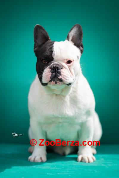 Francuski buldozi stari godinu dana