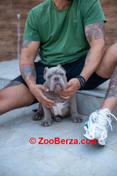 Štenci američkog egzotičnog bullija