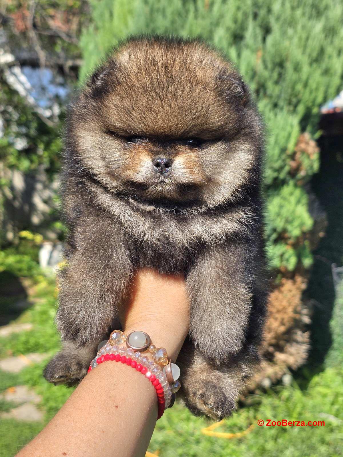 Pomeranac Boo