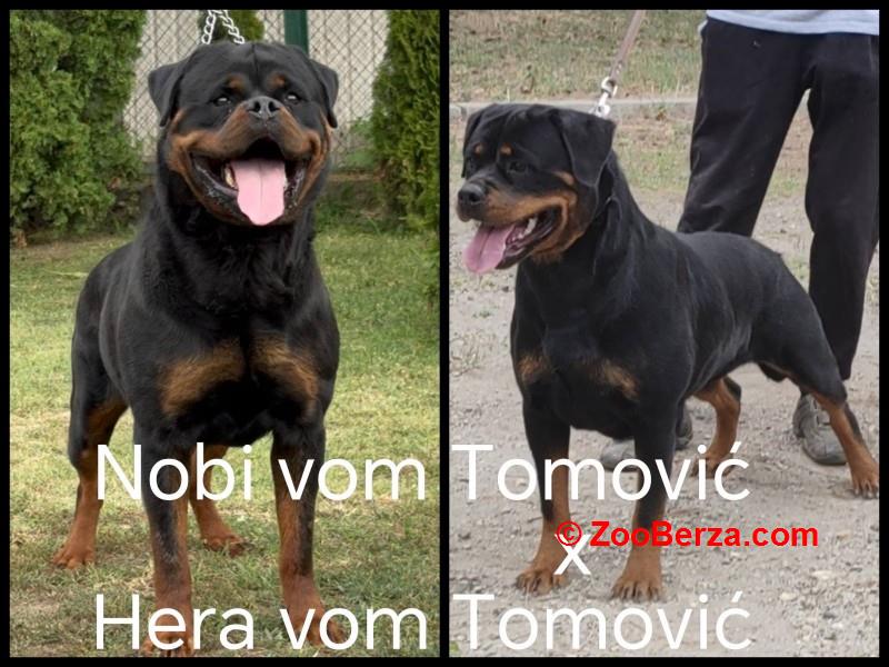 ROTVAJLER, stenci i odrasli psi