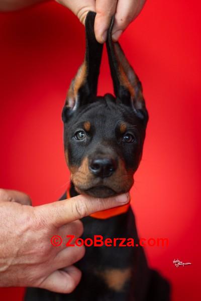 Doberman, stenad na prodaju