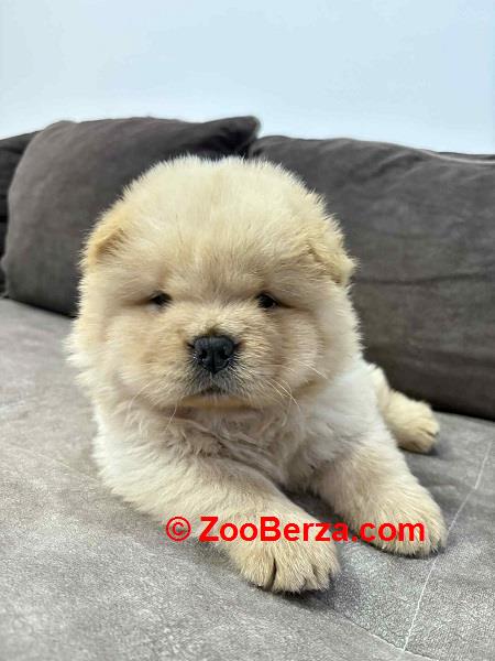 Čistokrvni CHOW-CHOW štenci 
