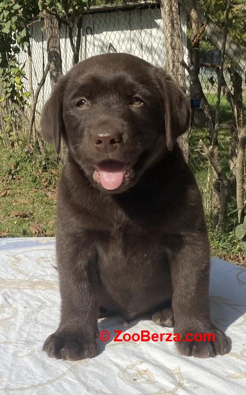 Labrador retriver, braon muzjak