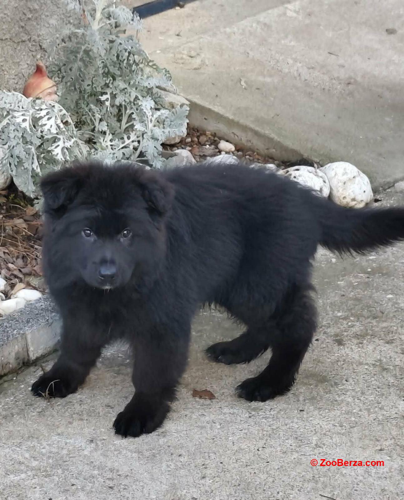 Nemački ovčar, štene -dostava 