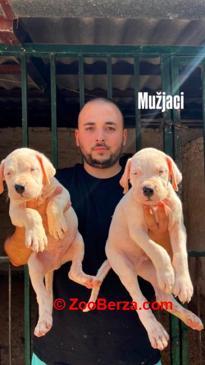 Dogo Argentino štenci