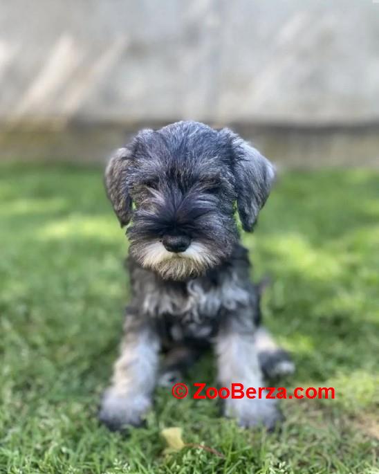 Patuljasti snauceri u ponudi