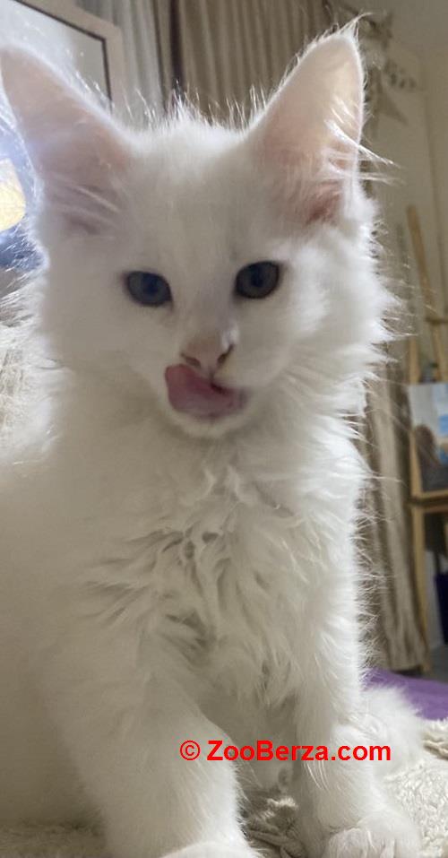 Maine Coon mačići