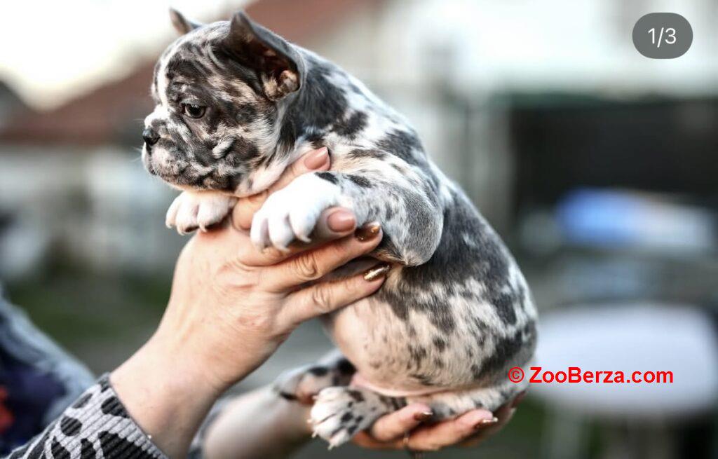 Francuski Buldog plavi i merle egzoticni