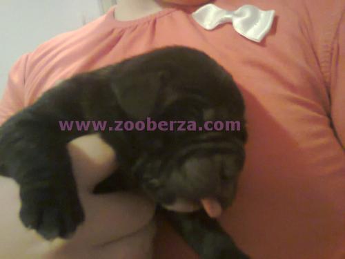 cane corso stenci