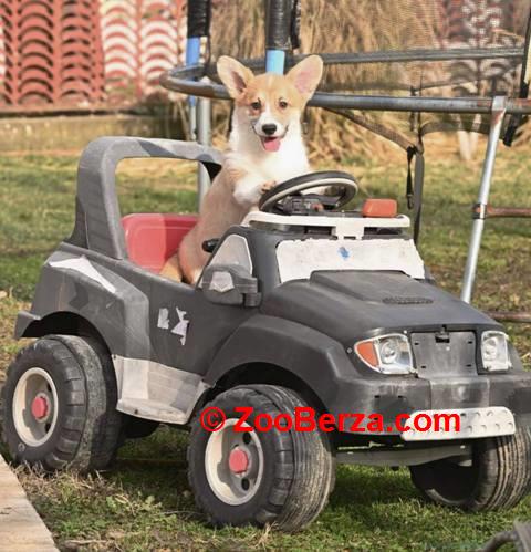 Velški Korgi Welsh Corgi Pembroke