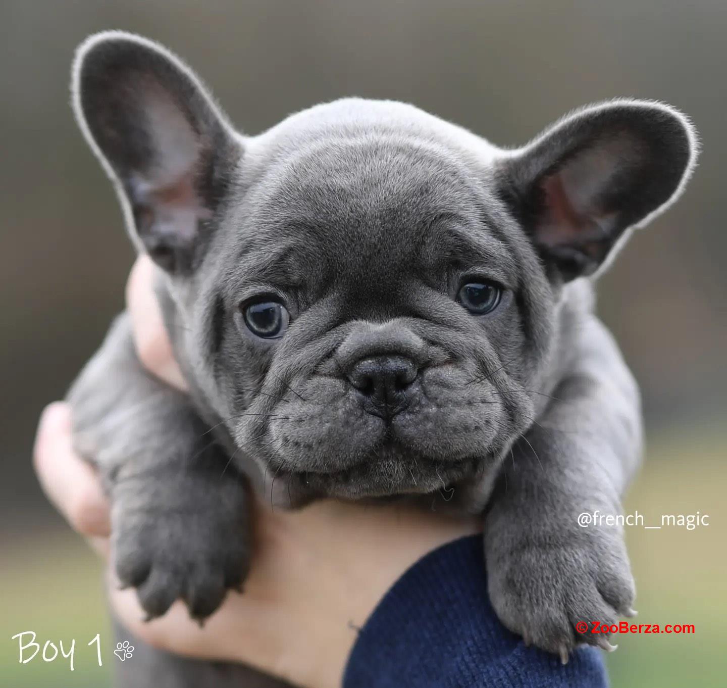 Francuski Buldog plavi i merle egzoticni