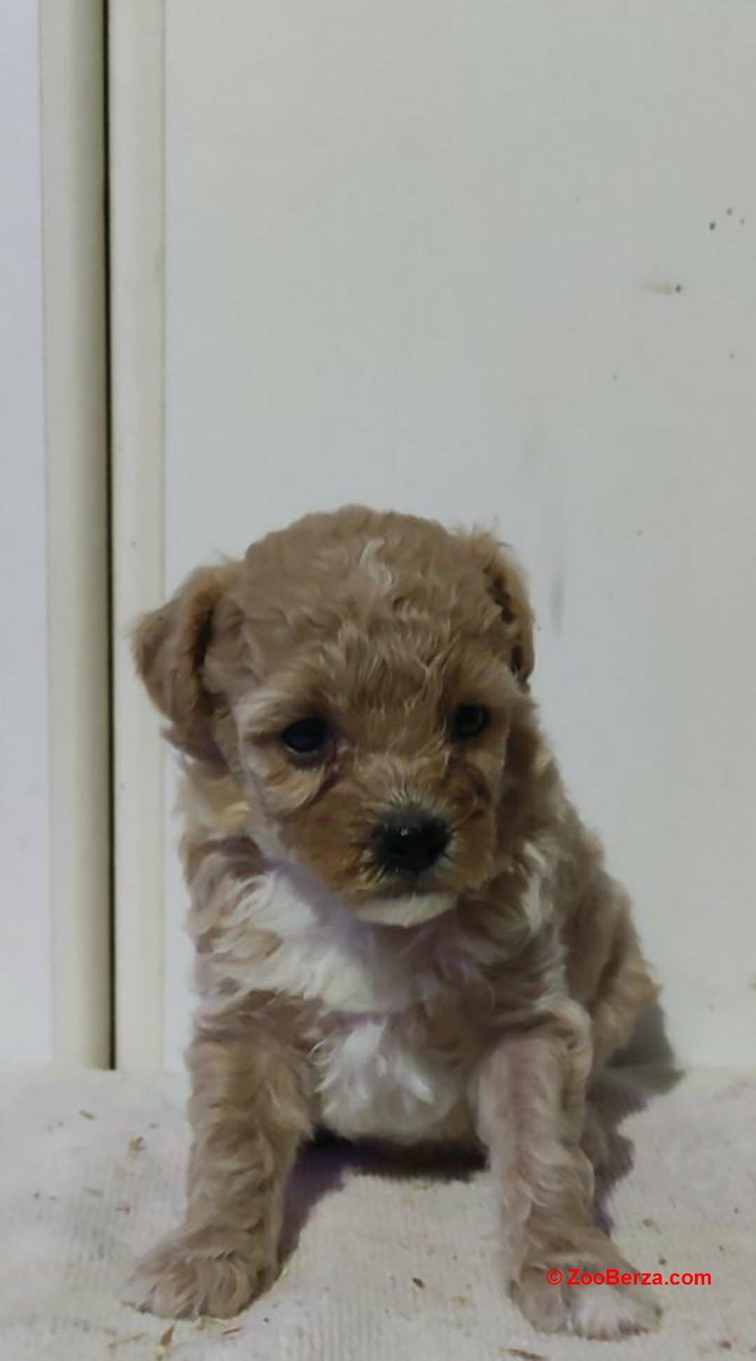 Maltipoo prelepi štenci